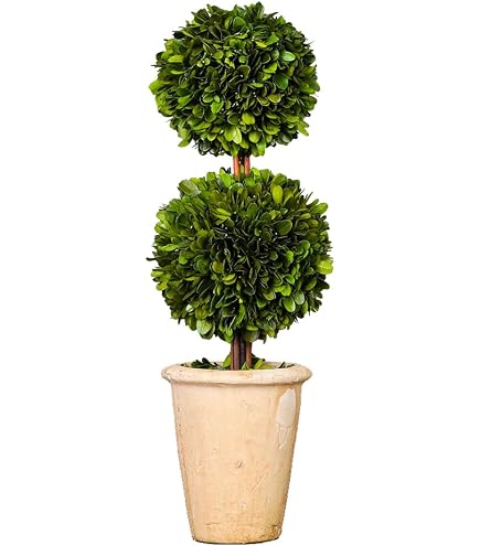 Amazon｜天然保存ツゲの木のトピアリー ポット13インチ 美しい緑と植物